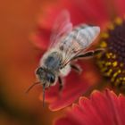 Westliche Biene (Apis mellifera) auf Sonnenbraut (Helenium)