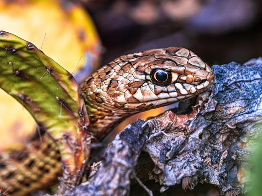 Westliche Eidechsennatter auf Futtersuche