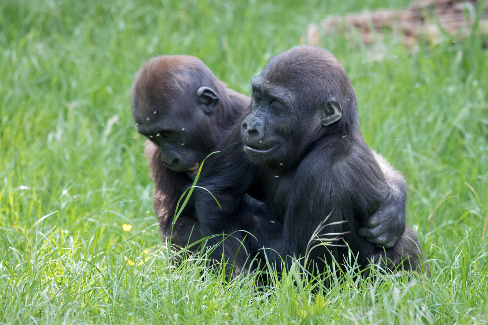 Westliche Flachlandgorillas