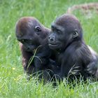 Westliche Flachlandgorillas