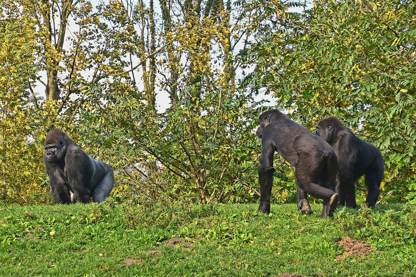 Westliche Flachlandgorillas (Gorilla gorilla gorilla)