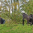 Westliche Flachlandgorillas (Gorilla gorilla gorilla)