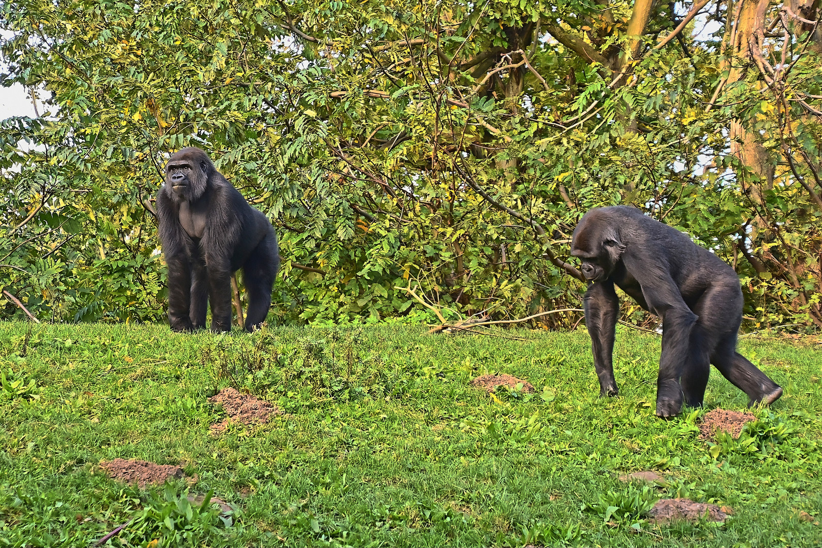 Westliche Flachlandgorillas (Gorilla gorilla gorilla)