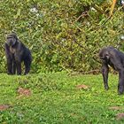 Westliche Flachlandgorillas (Gorilla gorilla gorilla)