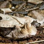 westliche Gabunviper (Bitis gabonica rhinocerus)