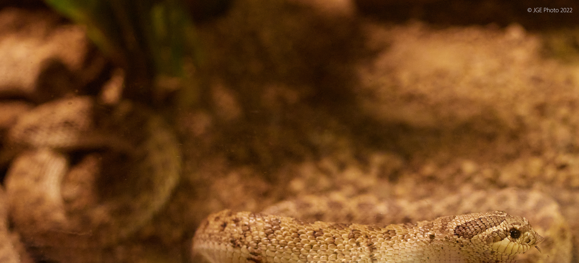 Westliche Hakennasennatter im Reptillium Zoo Landau