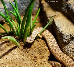 Westliche Hakennasennatter im Reptillium Zoo Landau