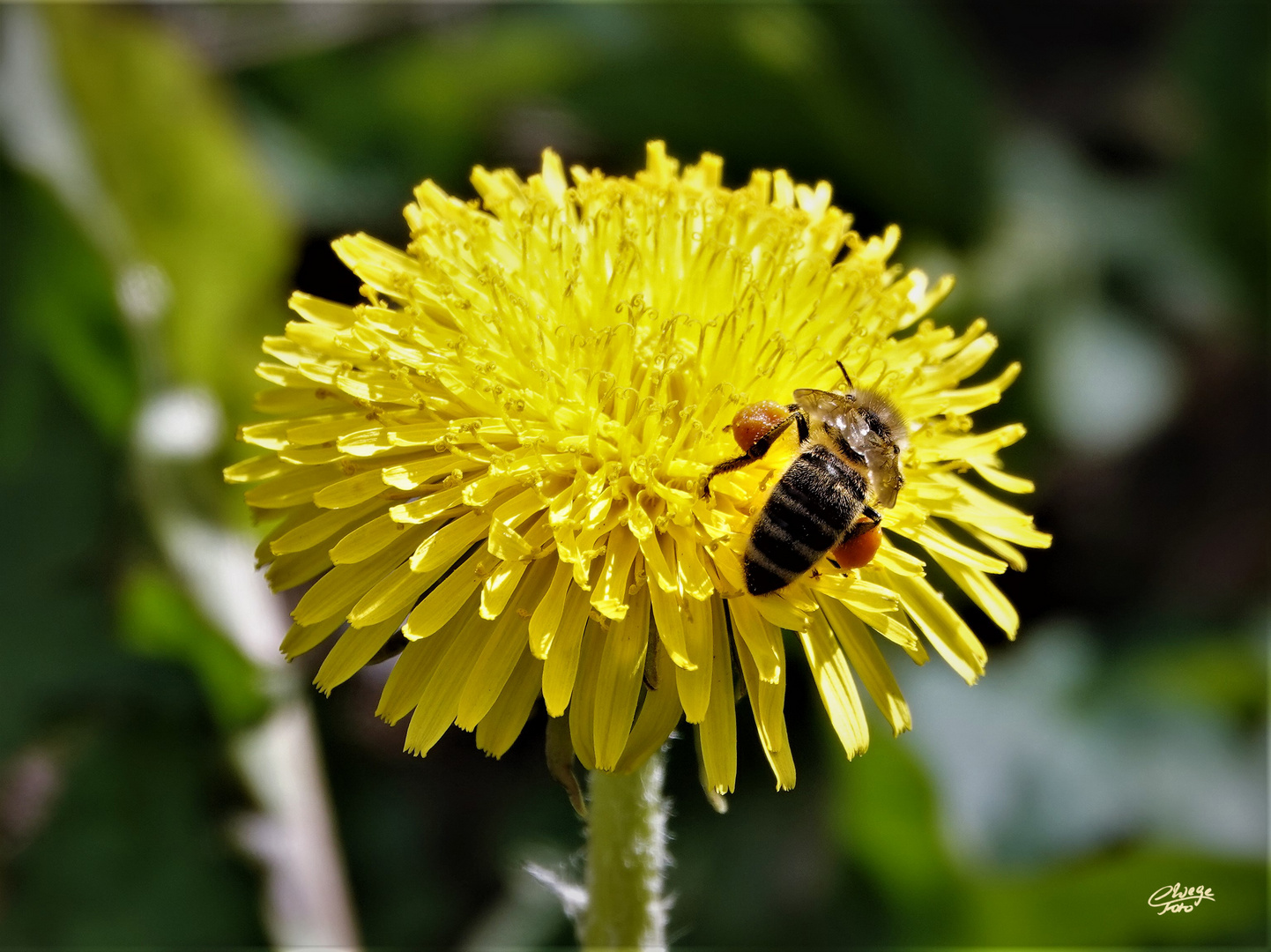 Westliche Honigbiene an Löwenzahnblüte