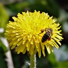 Westliche Honigbiene an Löwenzahnblüte