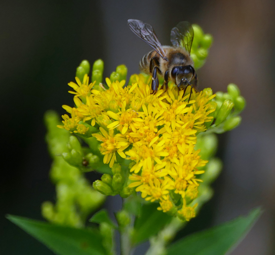 Westliche Honigbiene (Apis mellifera)