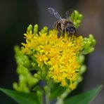 Westliche Honigbiene (Apis mellifera)