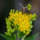 Westliche Honigbiene (Apis mellifera)