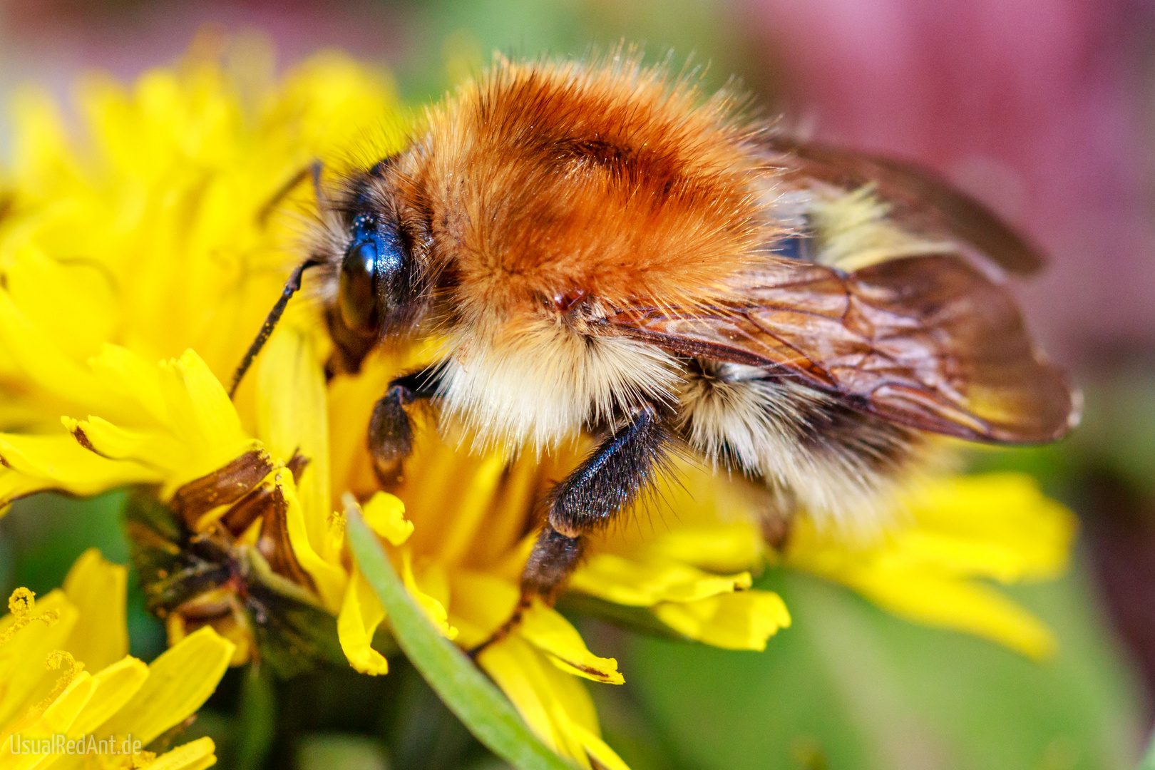 Westliche Honigbiene (Apis mellifera)