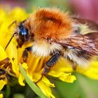 Westliche Honigbiene (Apis mellifera)