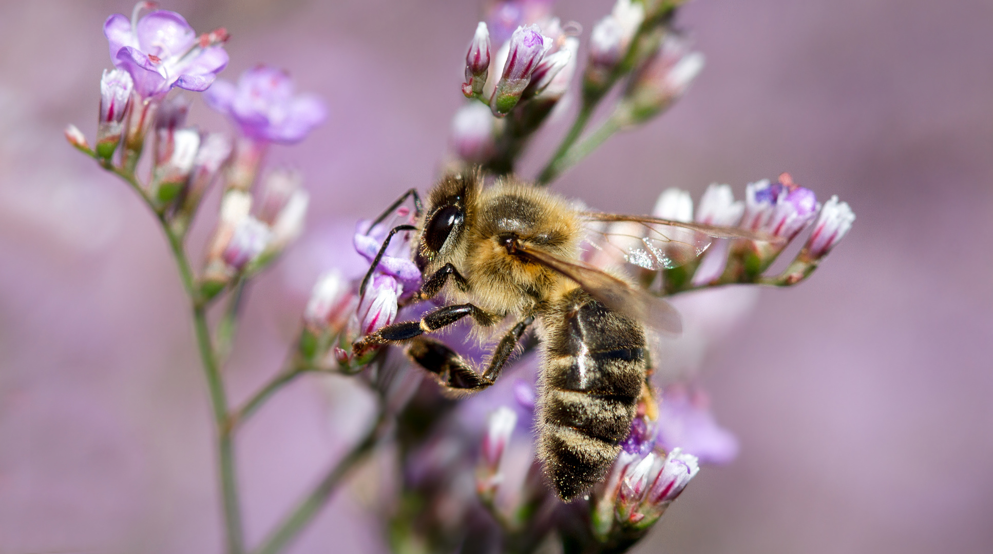 westliche honigbiene (Apis mellifera)