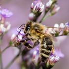 westliche honigbiene (Apis mellifera)