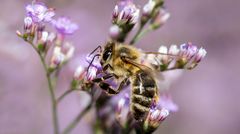 westliche honigbiene (Apis mellifera)