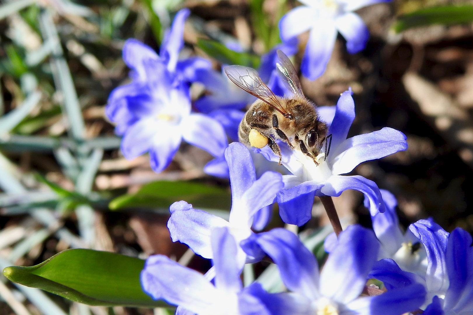 Westliche Honigbiene (Apis mellifera)