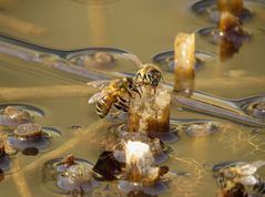 Westliche Honigbiene (Apis mellifera)