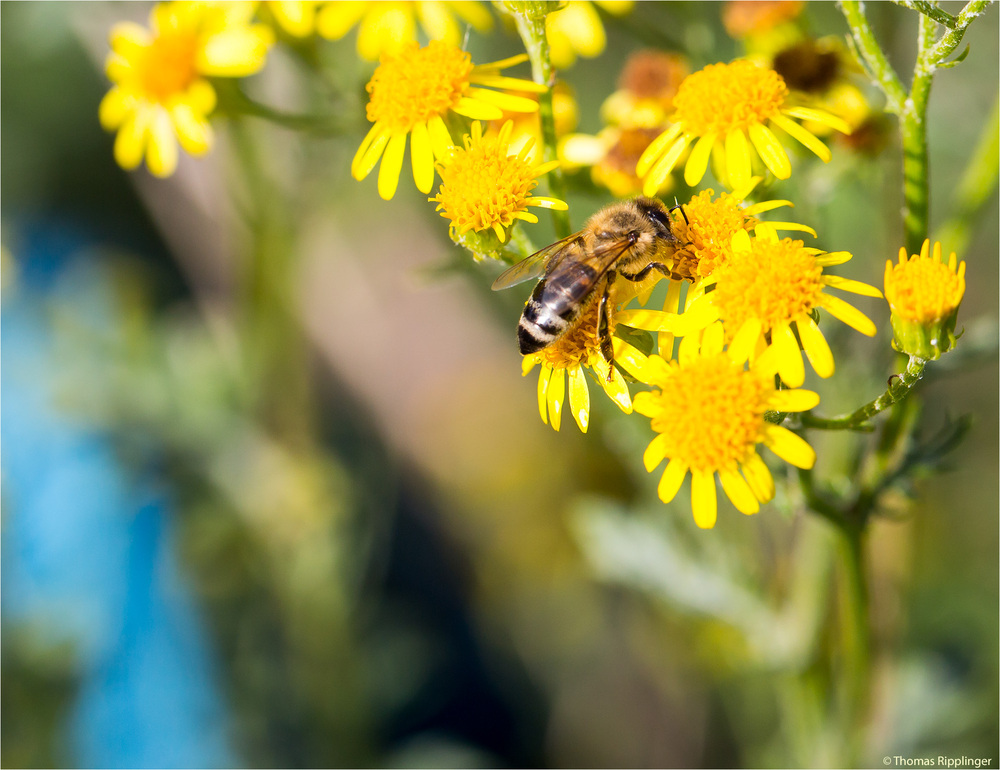 Westliche Honigbiene (Apis mellifera)