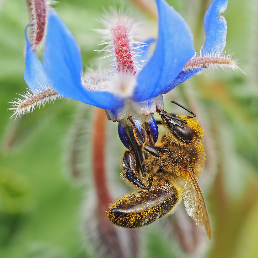 Westliche Honigbiene (Apis mellifera)