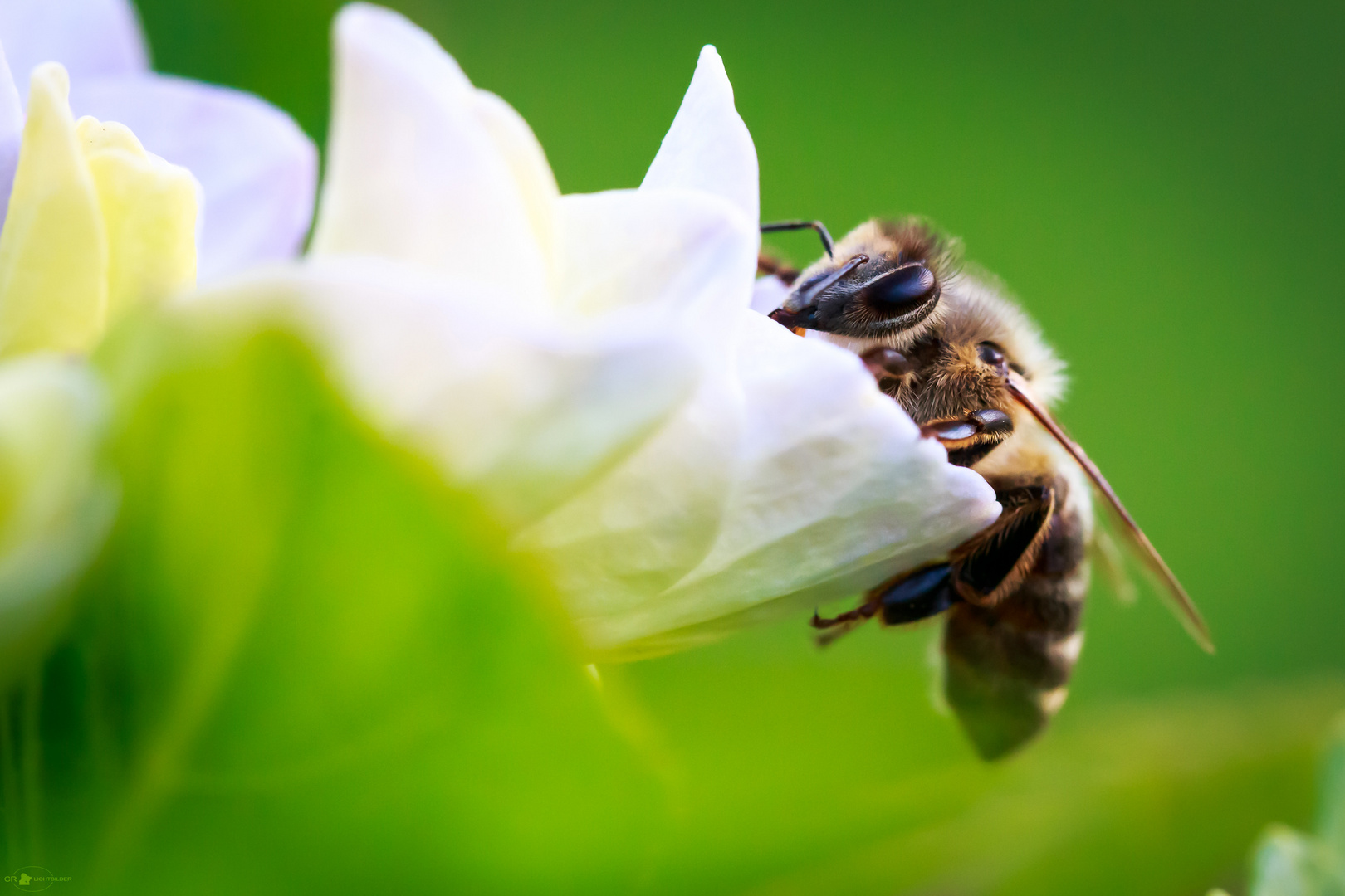 Westliche Honigbiene (Apis mellifera) 