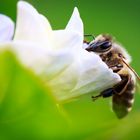 Westliche Honigbiene (Apis mellifera) 