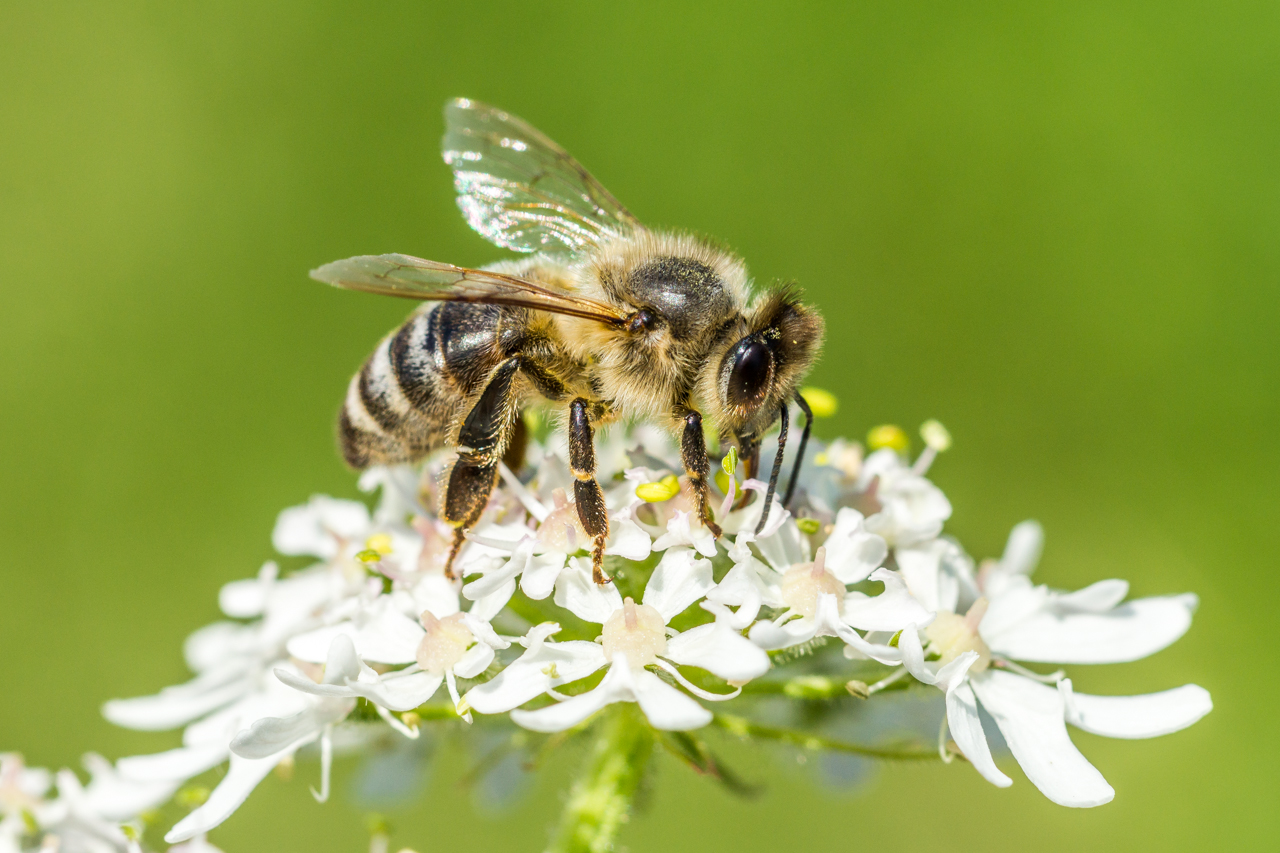 Westliche Honigbiene (Apis mellifera)