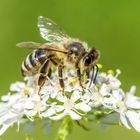 Westliche Honigbiene (Apis mellifera)