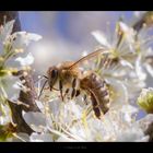 Westliche Honigbiene (Apis mellifera)