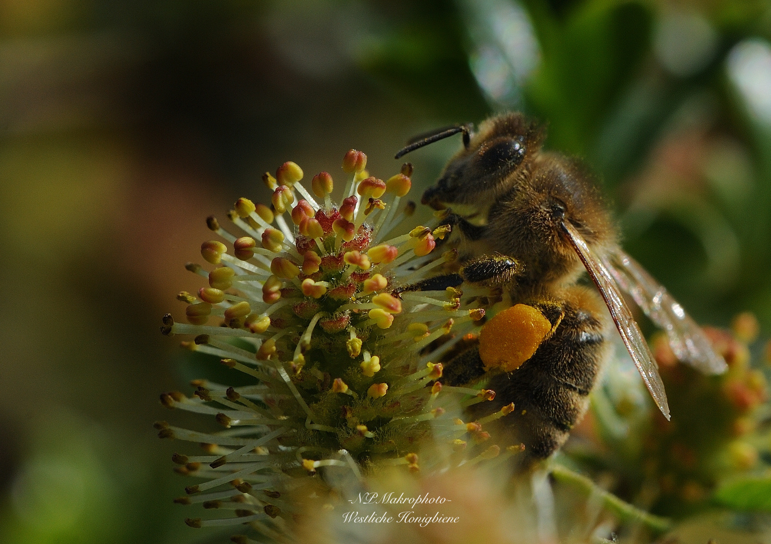 Westliche Honigbiene (Apis mellifera)