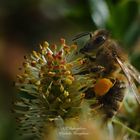 Westliche Honigbiene (Apis mellifera)