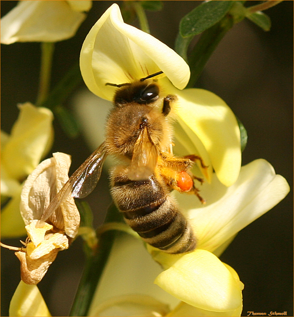 westliche Honigbiene (Apis mellifera)