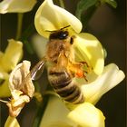 westliche Honigbiene (Apis mellifera)