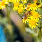 Westliche Honigbiene (Apis mellifera)