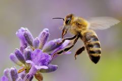 Westliche Honigbiene [Apis mellifera]