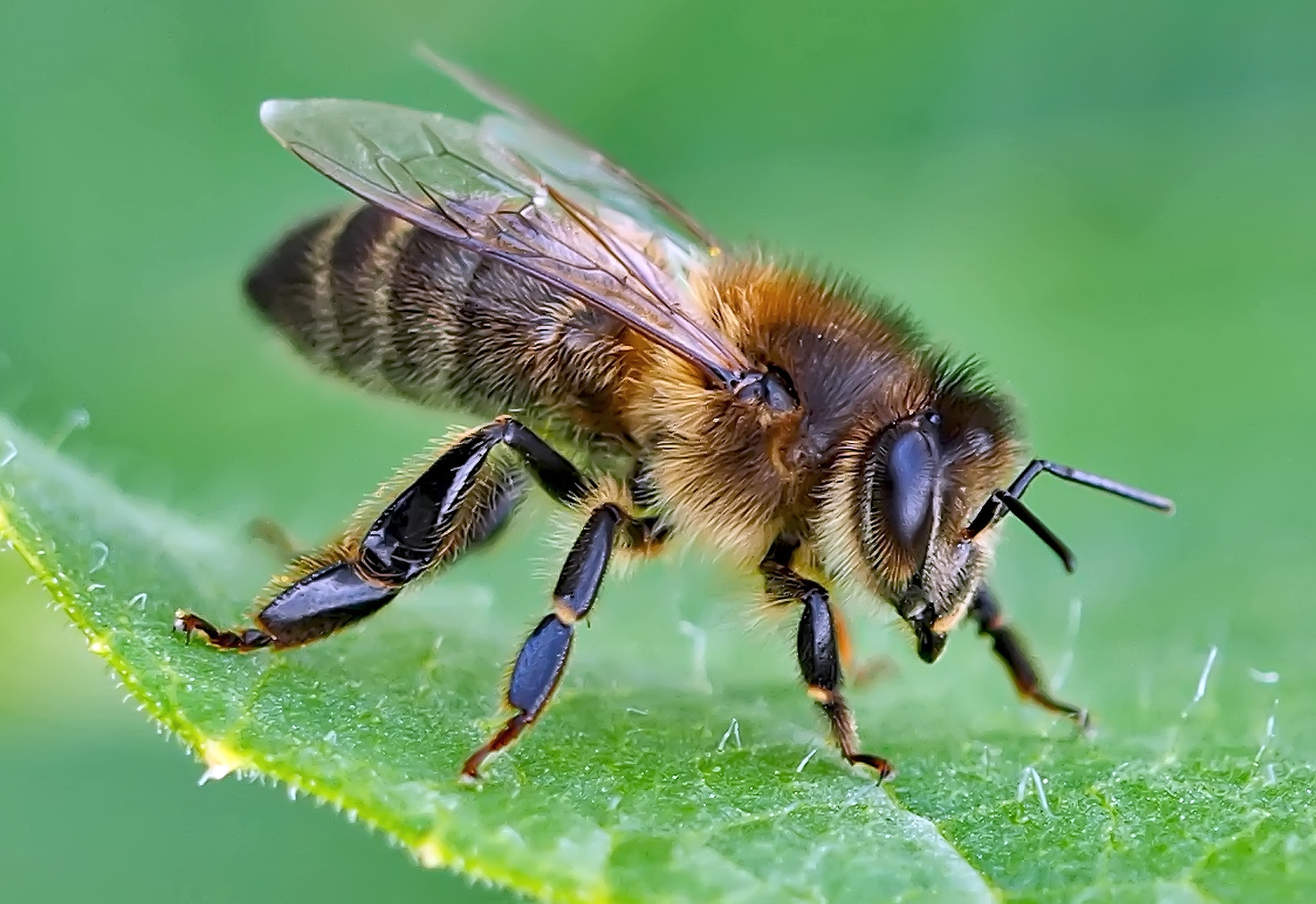 Westliche Honigbiene (Apis mellifera) - Abeille domestique.