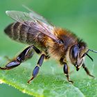 Westliche Honigbiene (Apis mellifera) - Abeille domestique.