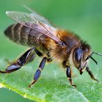 Westliche Honigbiene (Apis mellifera) - Abeille domestique.