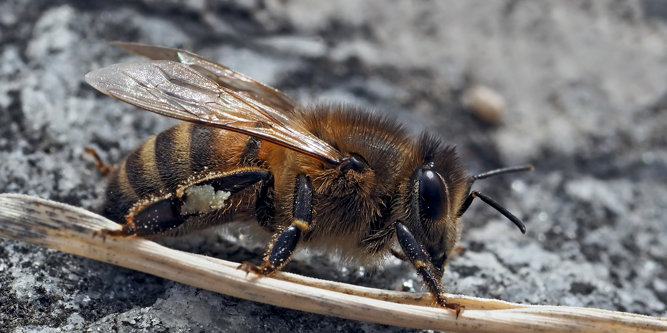 Westliche Honigbiene (Apis mellifera) -  Abeille européenne.