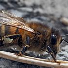 Westliche Honigbiene (Apis mellifera) -  Abeille européenne.