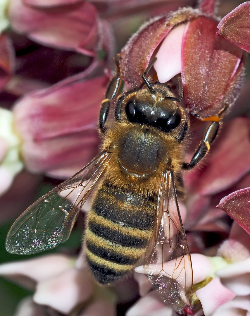 Westliche Honigbiene (Apis mellifera) - Une abeille!
