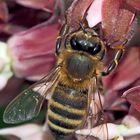 Westliche Honigbiene (Apis mellifera) - Une abeille!