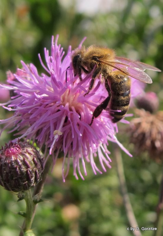 Westliche Honigbiene auf einer Flockenblume !