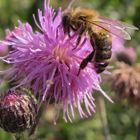 Westliche Honigbiene auf einer Flockenblume !