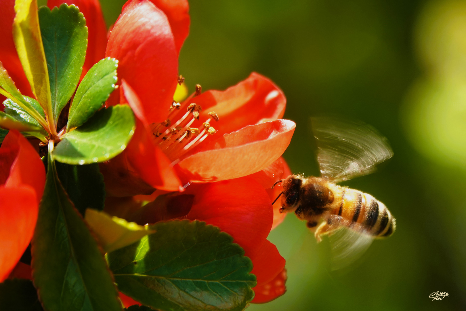 Westliche Honigbiene im Anflug auf Blüten der Zierquitte.