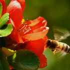 Westliche Honigbiene im Anflug auf Blüten der Zierquitte.