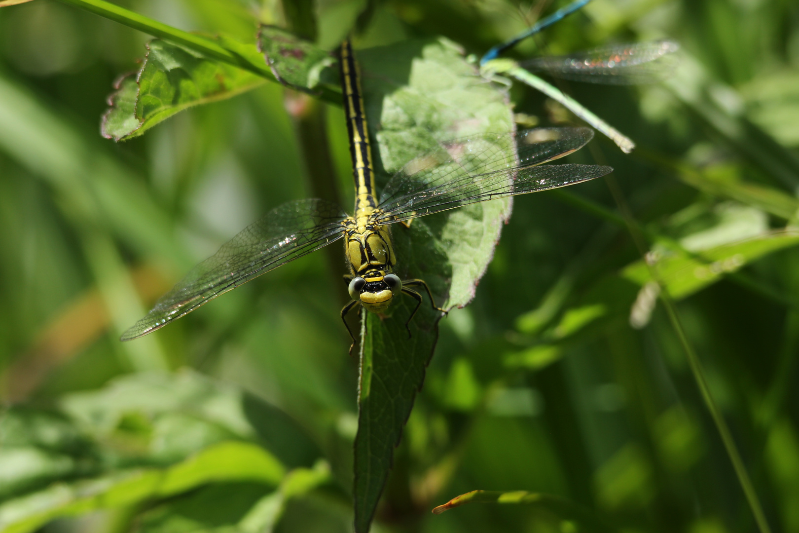 Westliche Keiljungfer 2