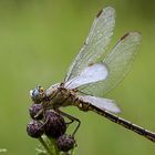 Westliche Keiljungfer