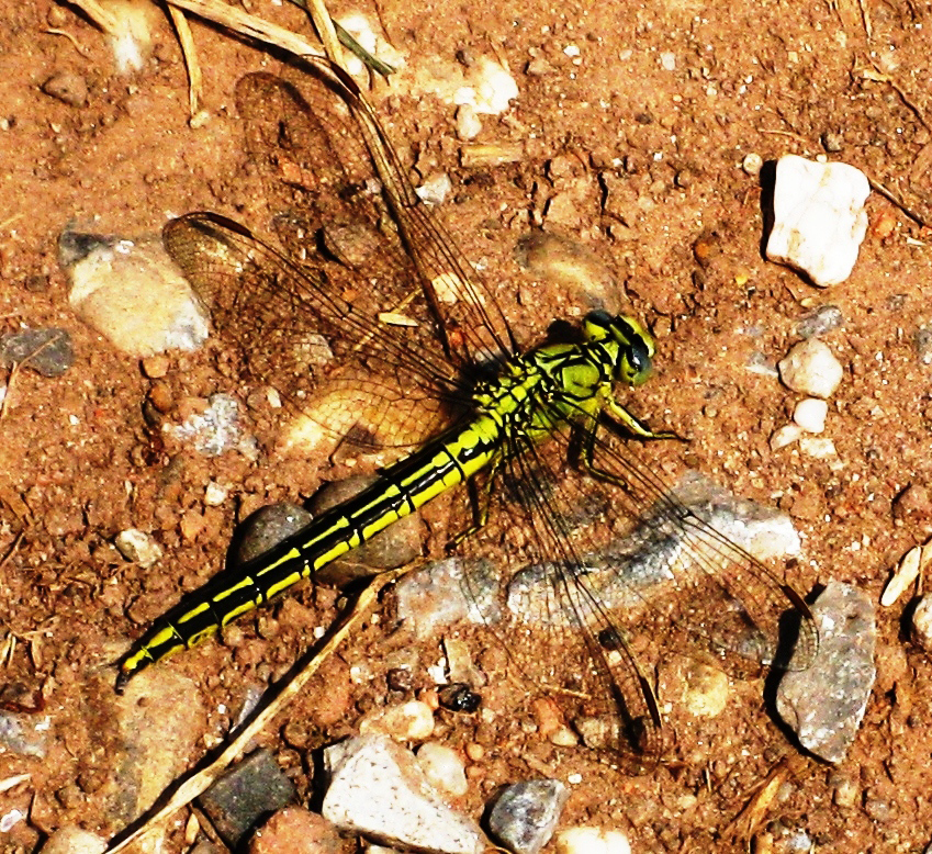 Westliche Keiljungfer